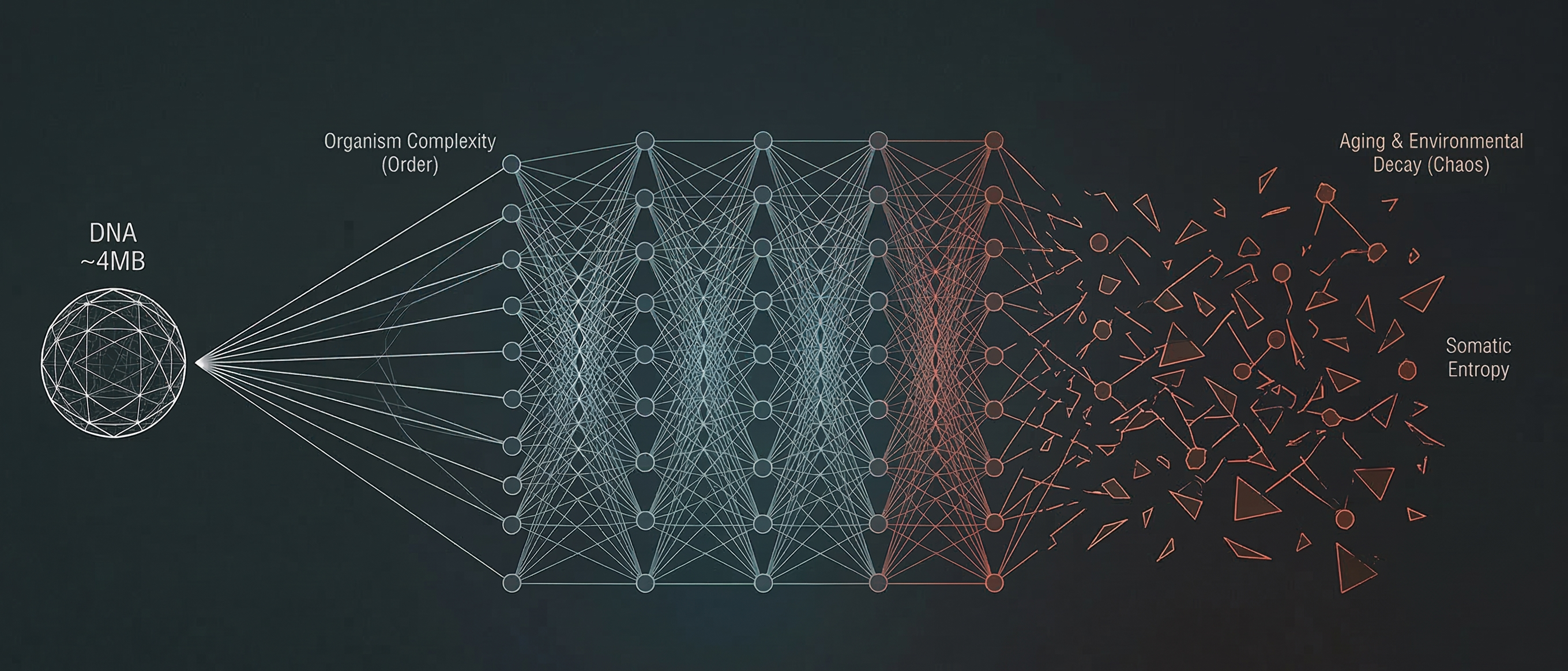 DNA decompresses into organism complexity, which decays into somatic entropy